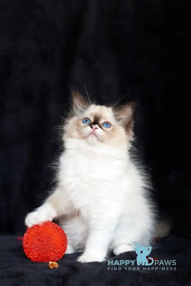 Ariya Ragdoll female seal mitted live animals