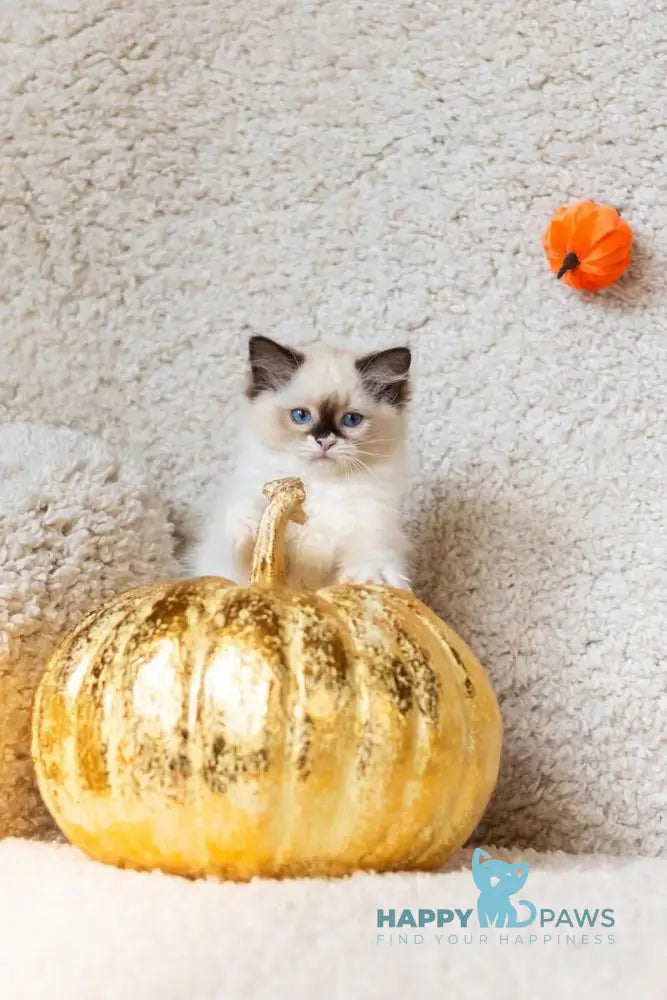 Ariya Ragdoll female seal mitted live animals