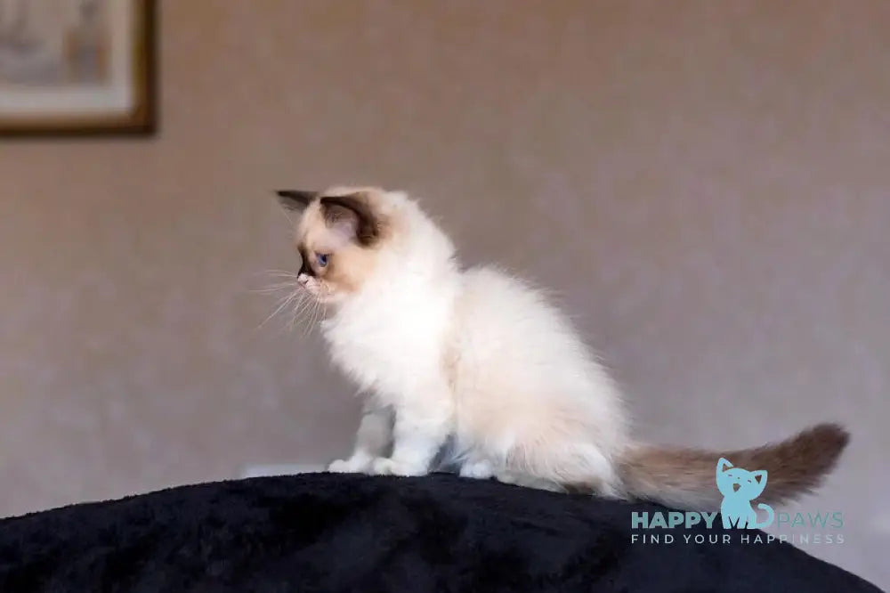 Ariya Ragdoll female seal mitted live animals