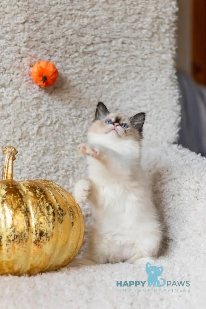 Ariya Ragdoll female seal mitted live animals