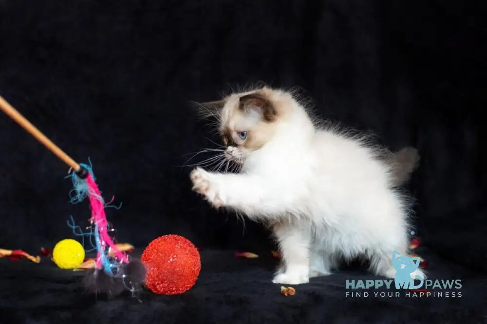Ariya Ragdoll female seal mitted live animals