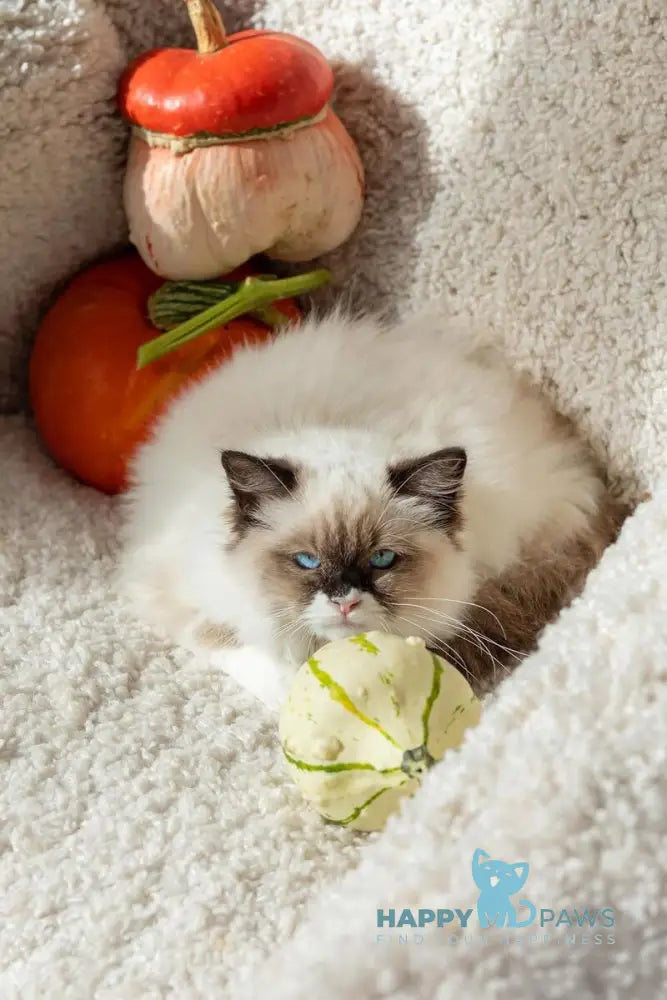 Ariya Ragdoll female seal mitted live animals