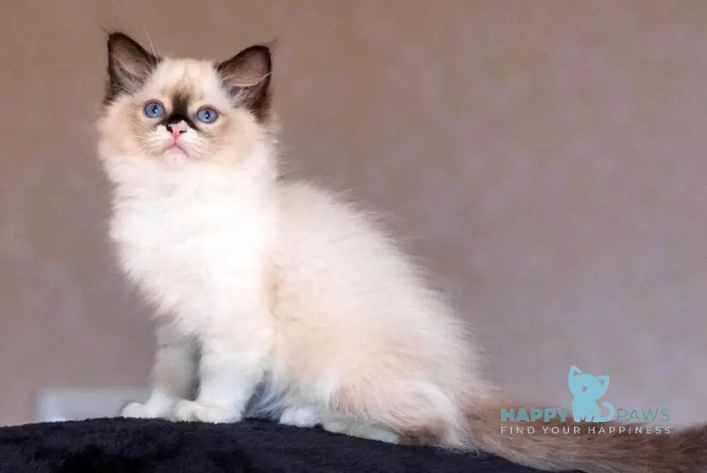 Ariya Ragdoll female seal mitted live animals