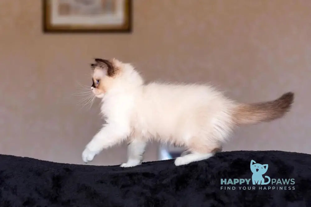 Ariya Ragdoll female seal mitted live animals