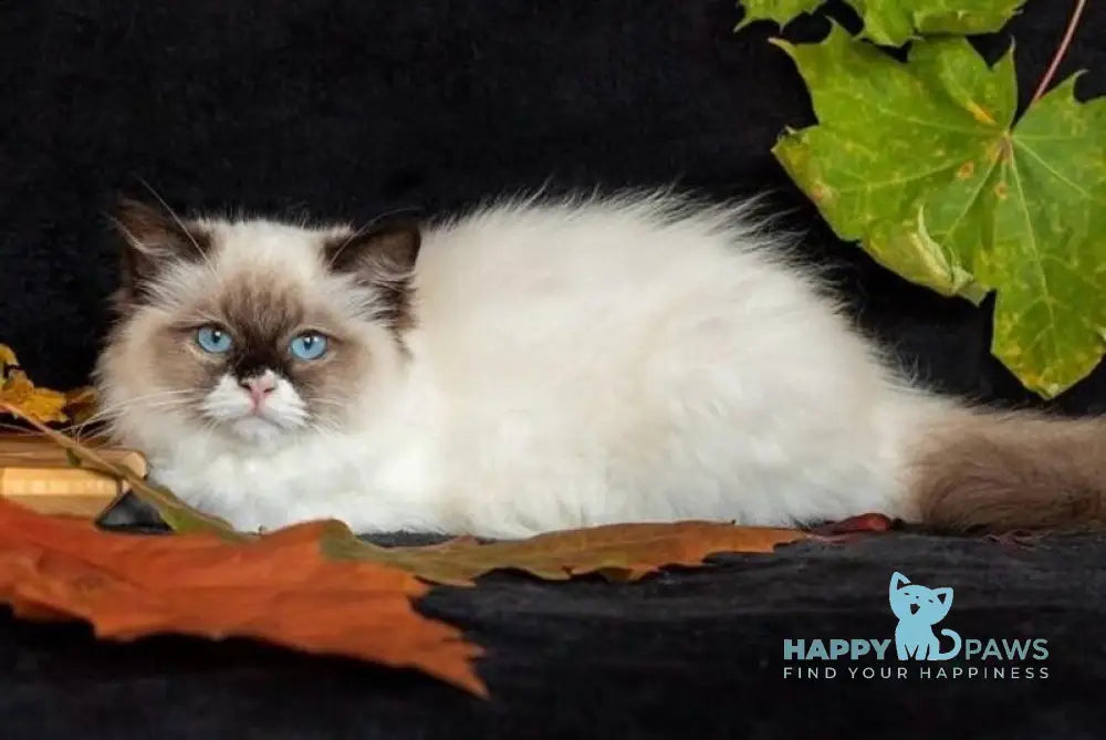 Ariya Ragdoll female seal mitted live animals