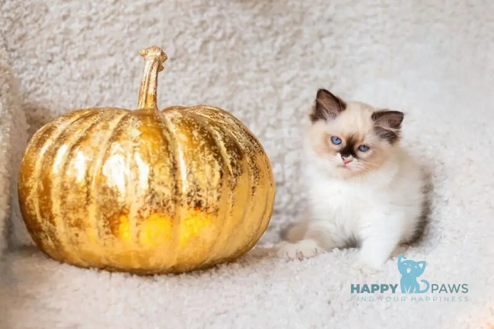 Ariya Ragdoll female seal mitted live animals