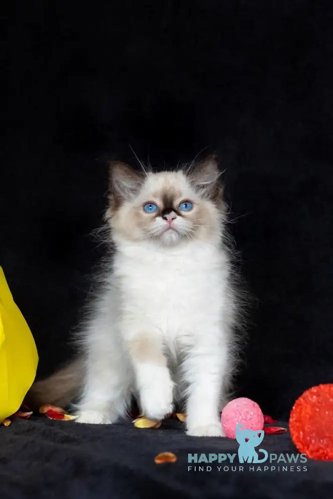 Ariya Ragdoll female seal mitted live animals