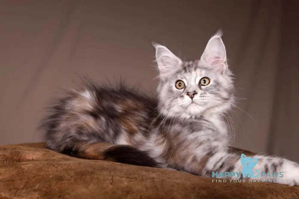 Arizona Maine Coon female black tortie silver tabby live animals