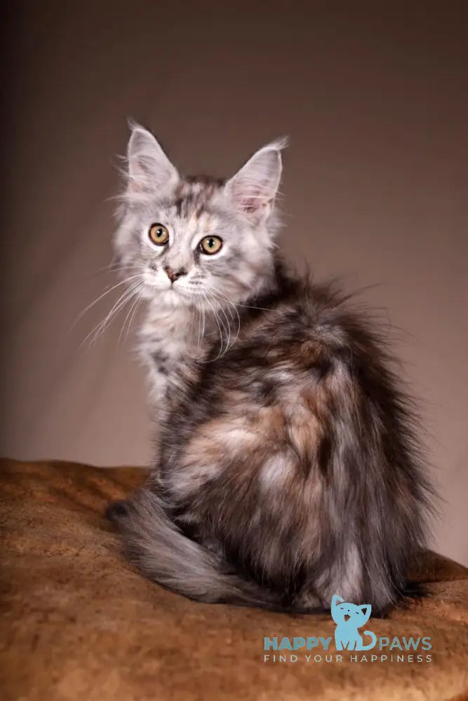 Arizona Maine Coon female black tortie silver tabby live animals
