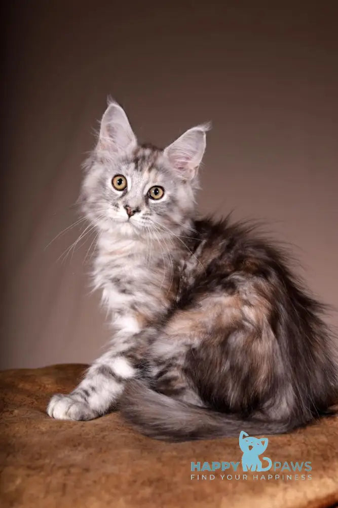 Arizona Maine Coon female black tortie silver tabby live animals