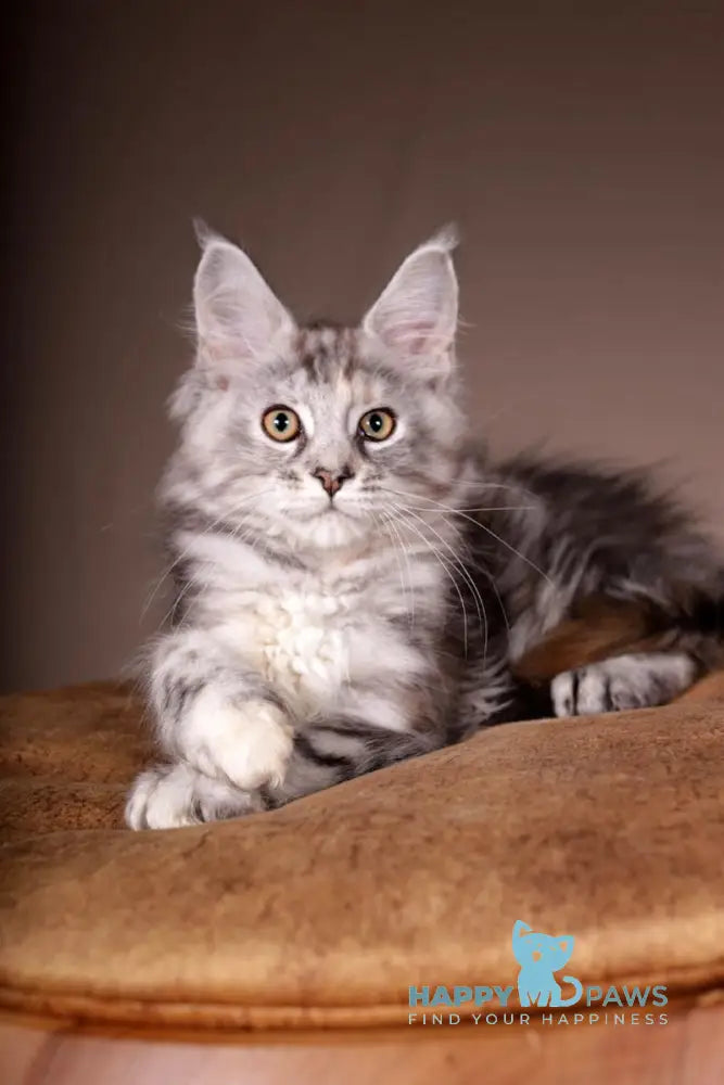 Arizona Maine Coon female black tortie silver tabby live animals
