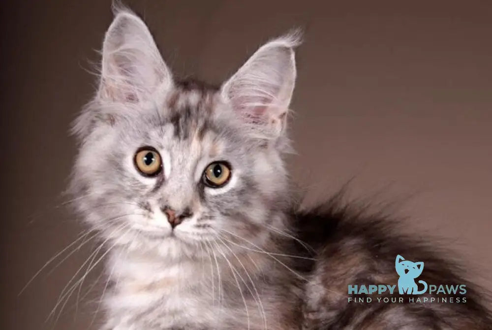 Arizona Maine Coon female black tortie silver tabby live animals