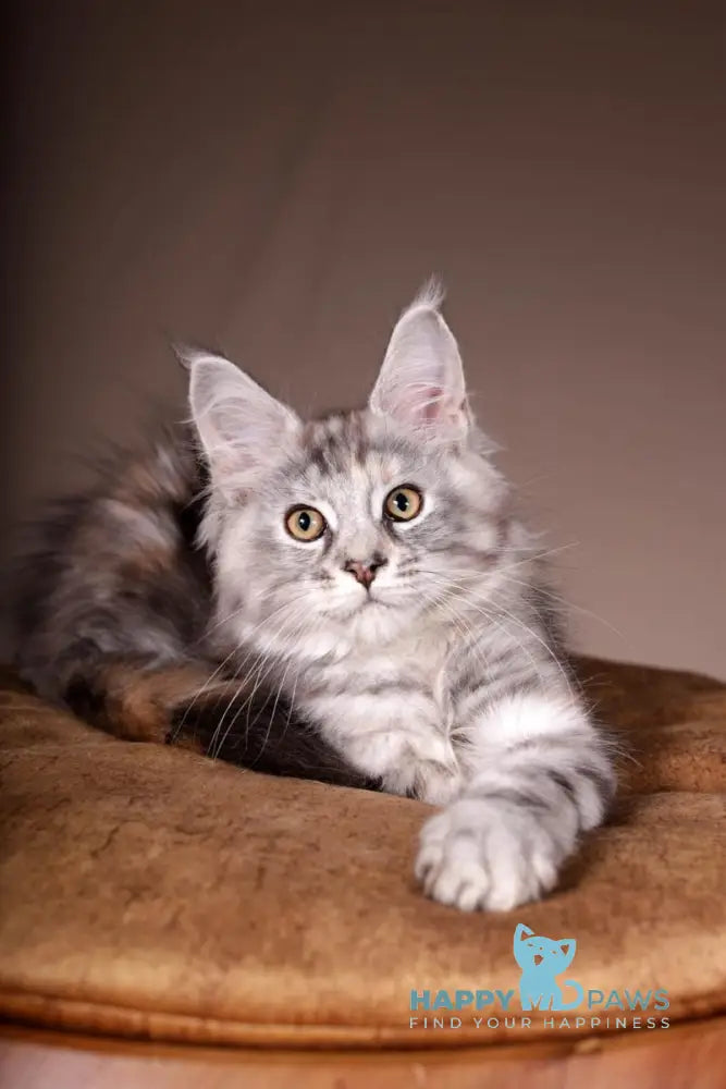 Arizona Maine Coon female black tortie silver tabby live animals