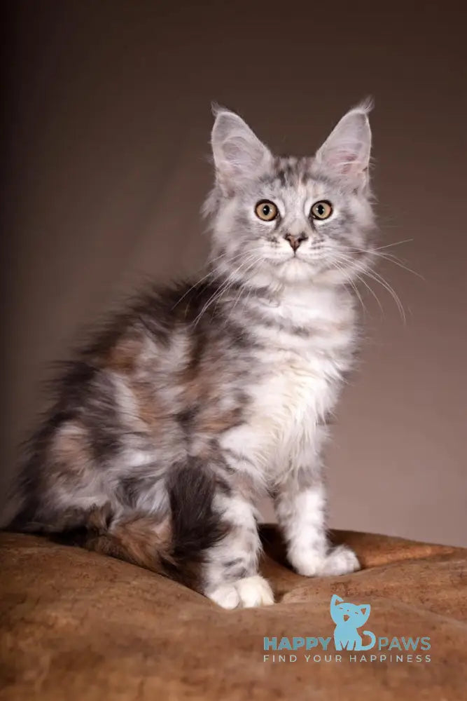 Arizona Maine Coon female black tortie silver tabby live animals