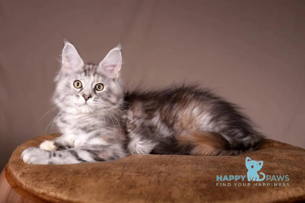 Arizona Maine Coon female black tortie silver tabby live animals