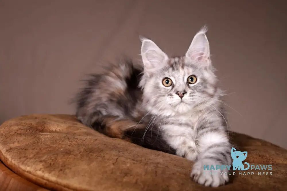 Arizona Maine Coon female black tortie silver tabby live animals