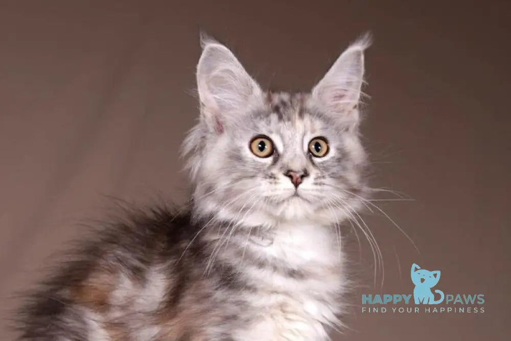 Arizona Maine Coon female black tortie silver tabby live animals