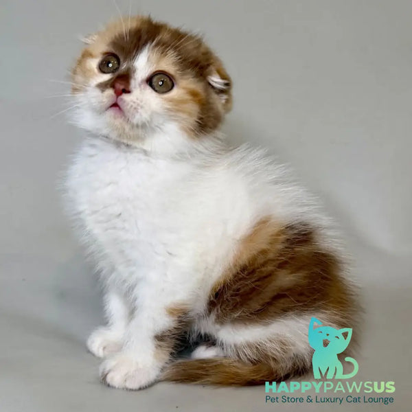 Arlette Scottish Fold female cinnamon tortie bicolour - live animals
