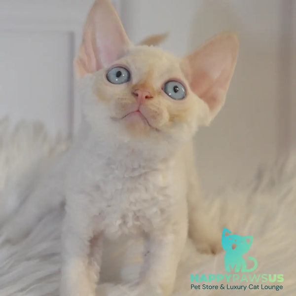 Armaf Devon Rex male red pointed - live animals