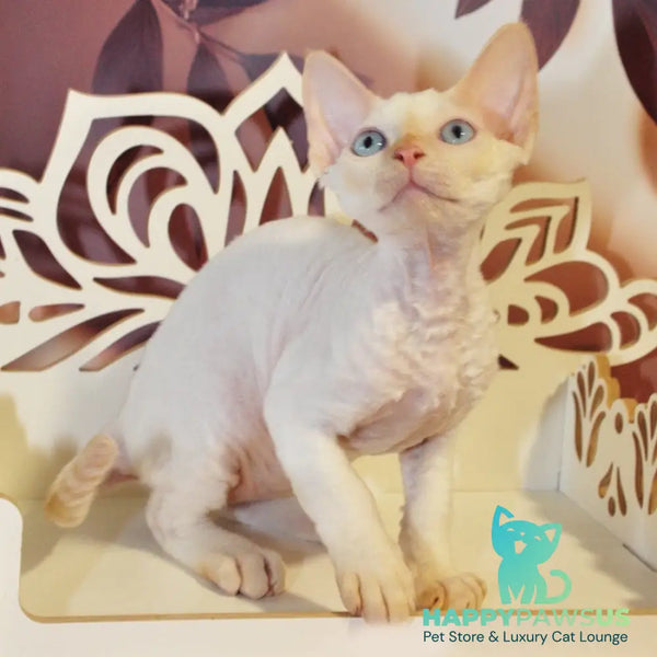 Armaf Devon Rex male red pointed - live animals