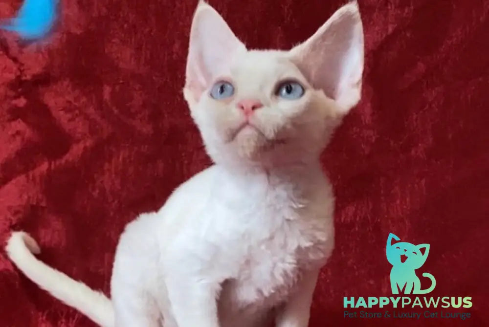 Arman Devon Rex male white - live animals