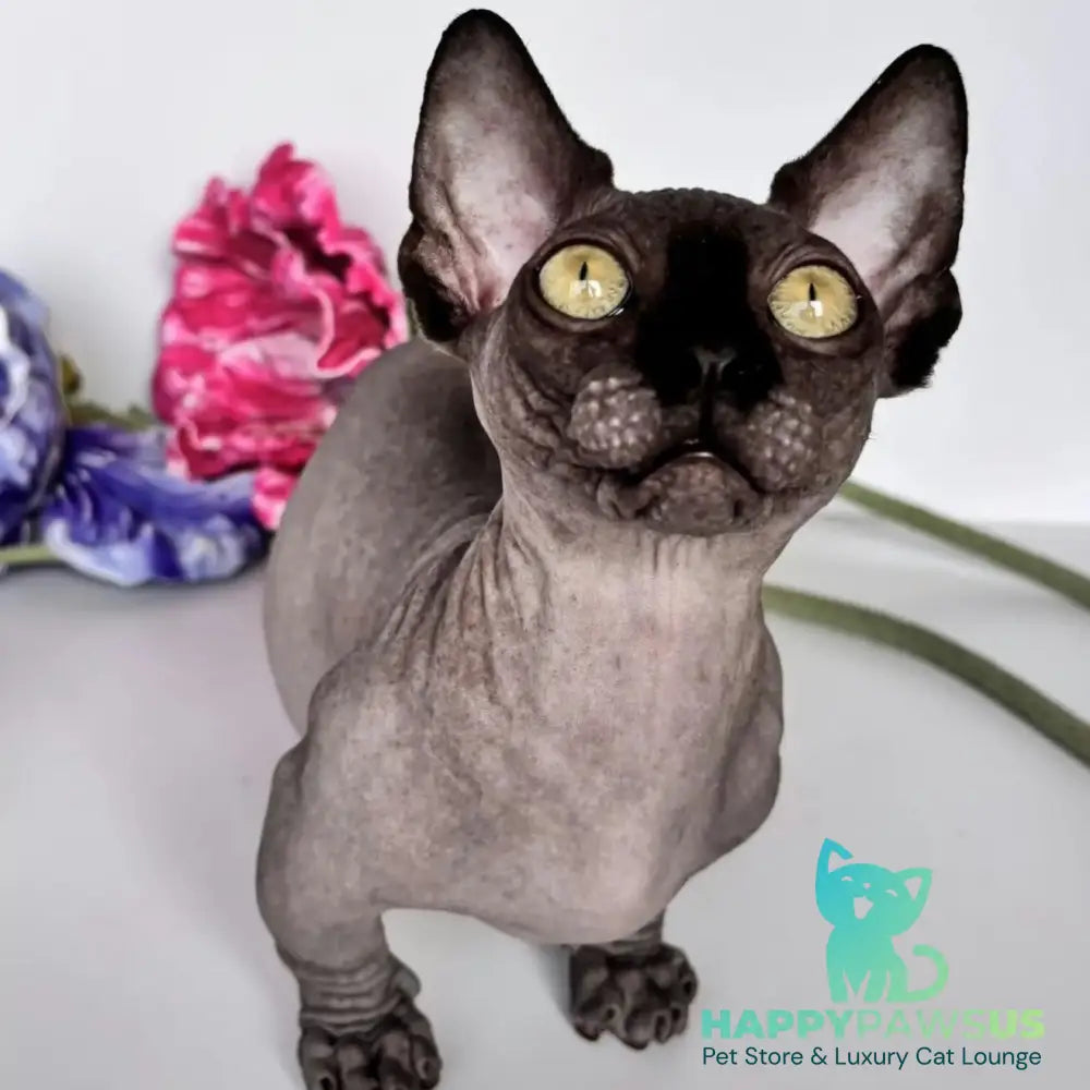 Armani Bambino male black - live animals