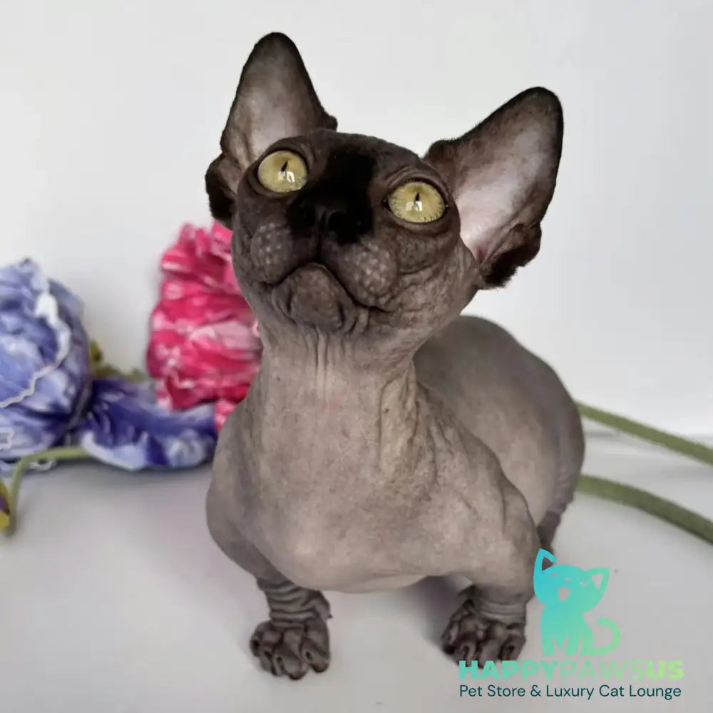 Armani Bambino male black - live animals