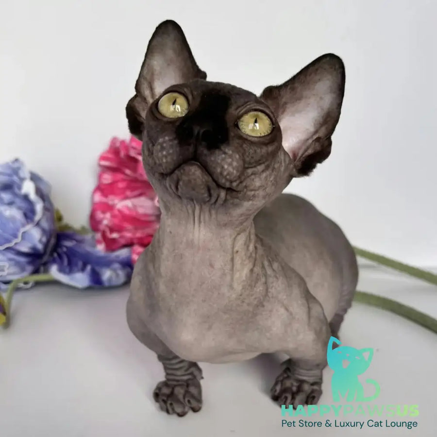 Armani Bambino male black - live animals