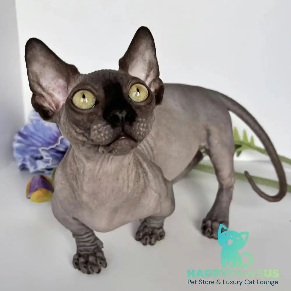 Armani Bambino male black - live animals