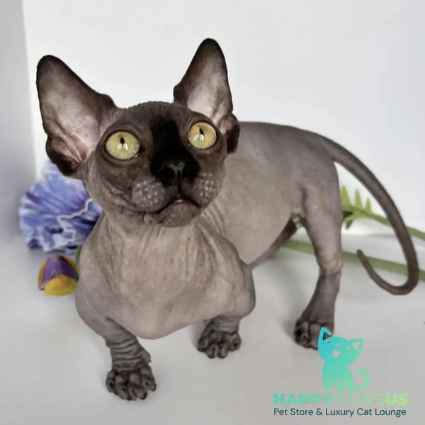 Armani Bambino male black - live animals