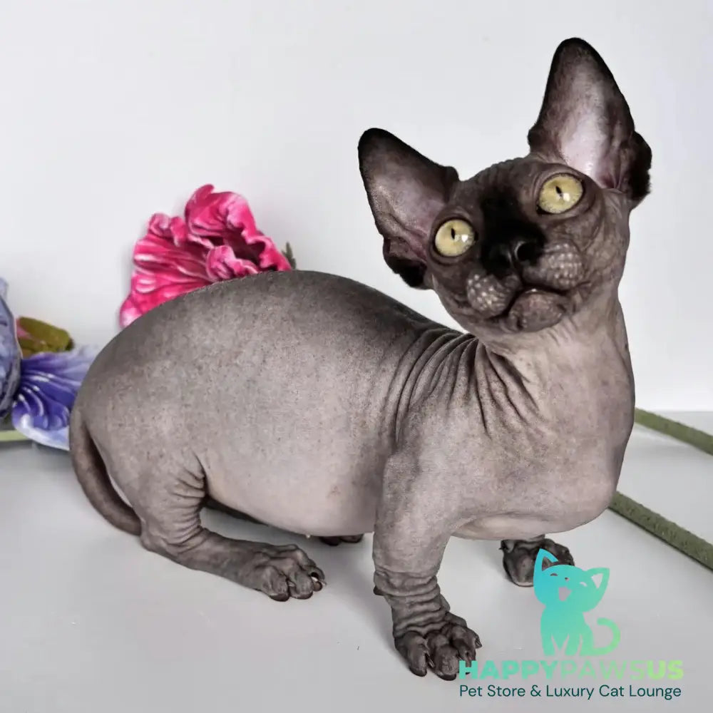 Armani Bambino male black - live animals