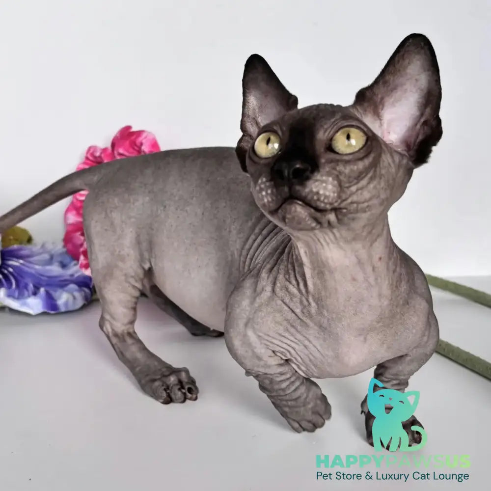 Armani Bambino male black - live animals