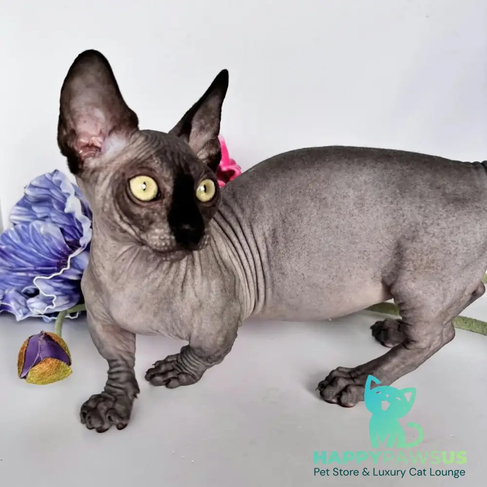 Armani Bambino male black - live animals