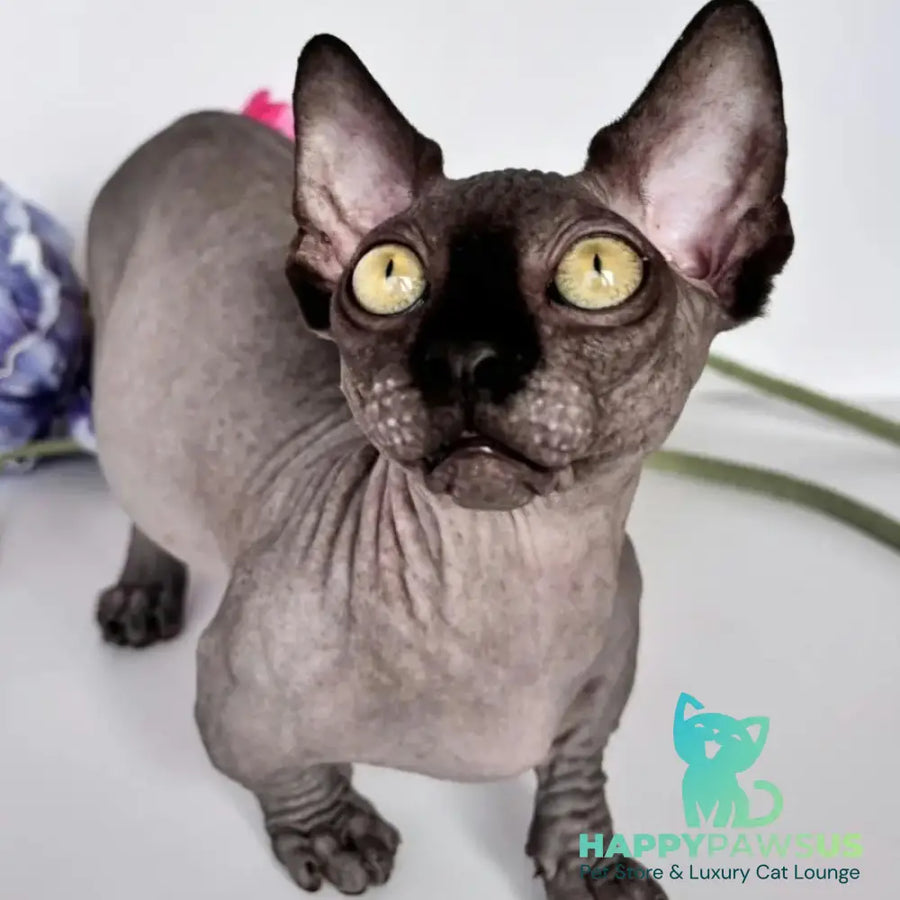 Armani Bambino male black - live animals