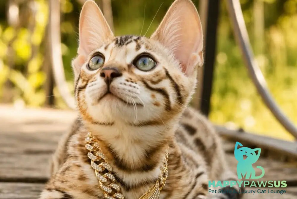 Armani Bengal male black spotted tabby - live animals