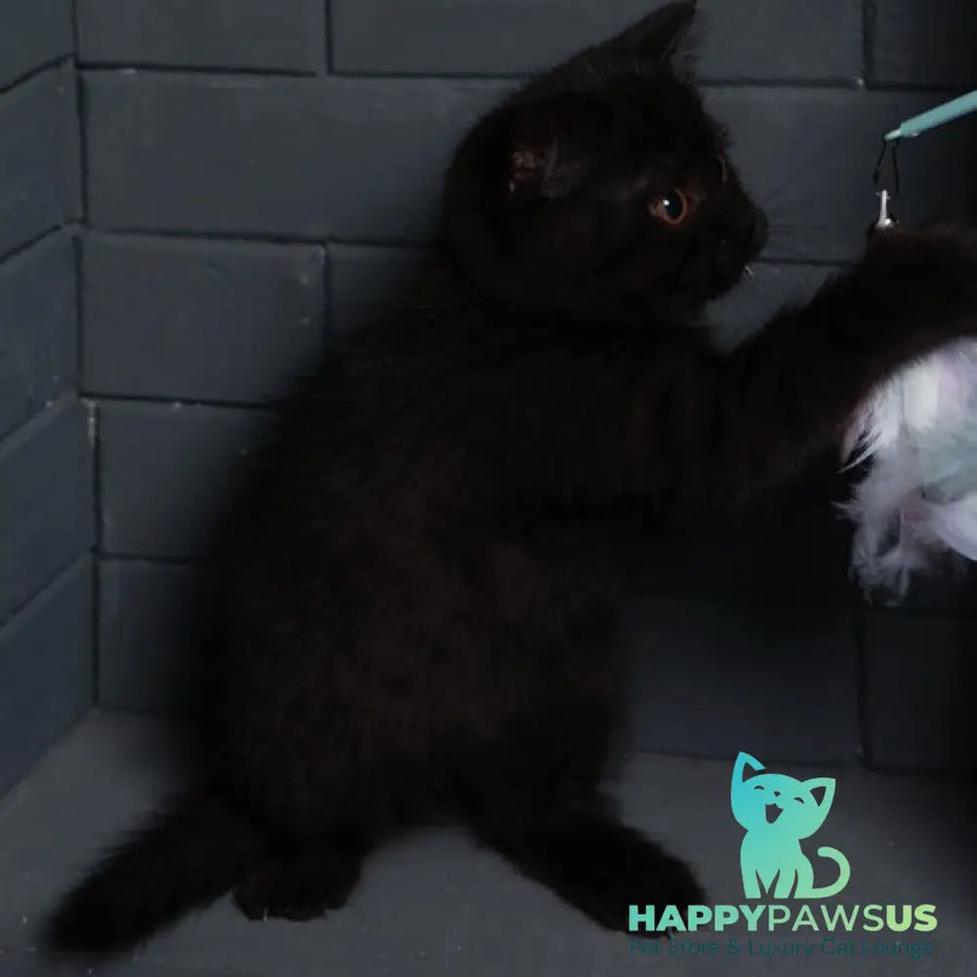 Armani British Shorthair male black - live animals