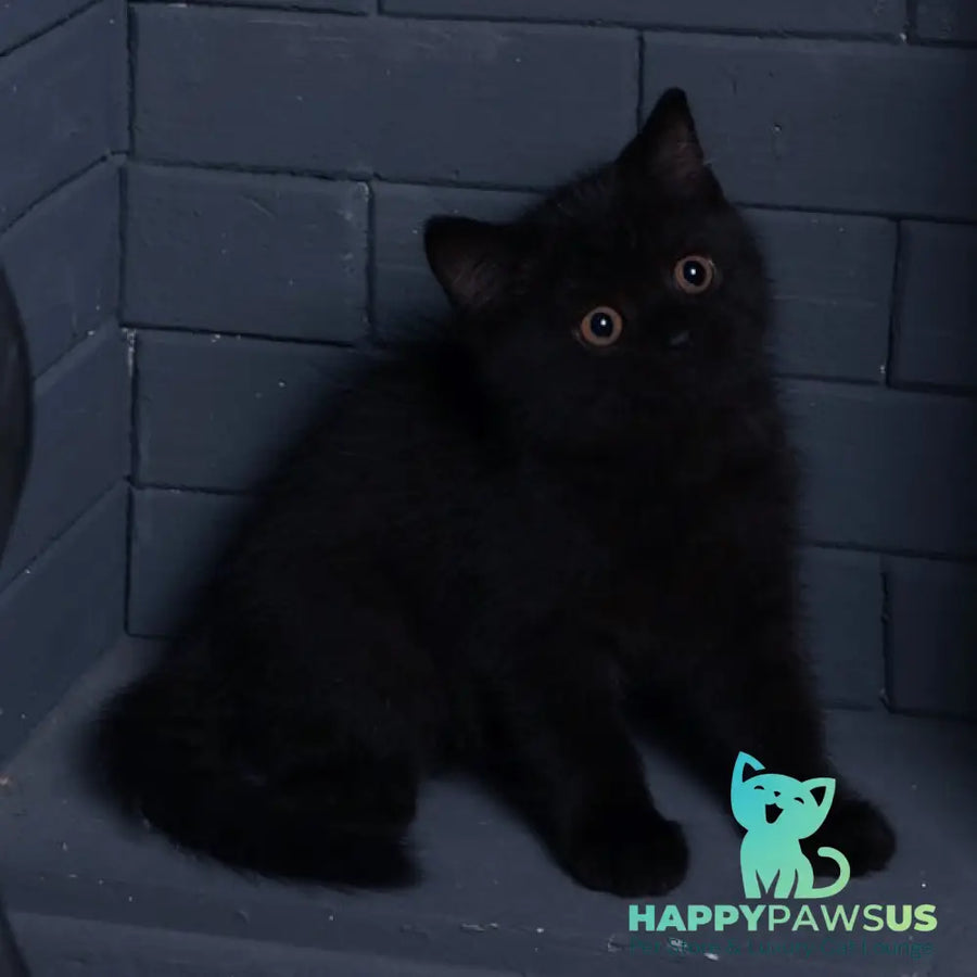 Armani British Shorthair male black - live animals