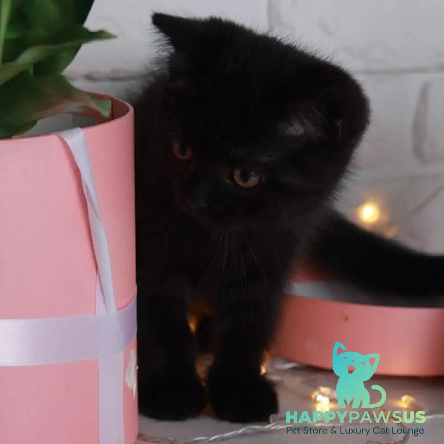 Armani British Shorthair male black - live animals