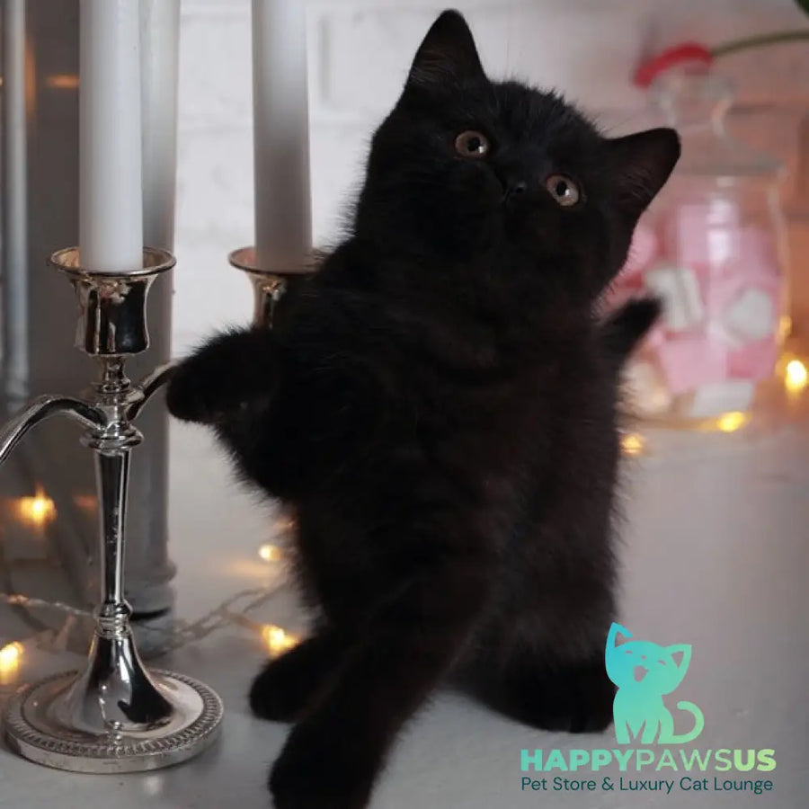 Armani British Shorthair male black - live animals