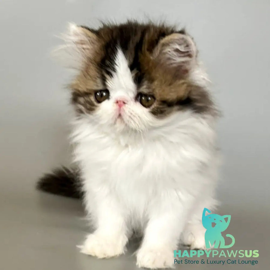Armani Persian male black spotted tabby van - live animals