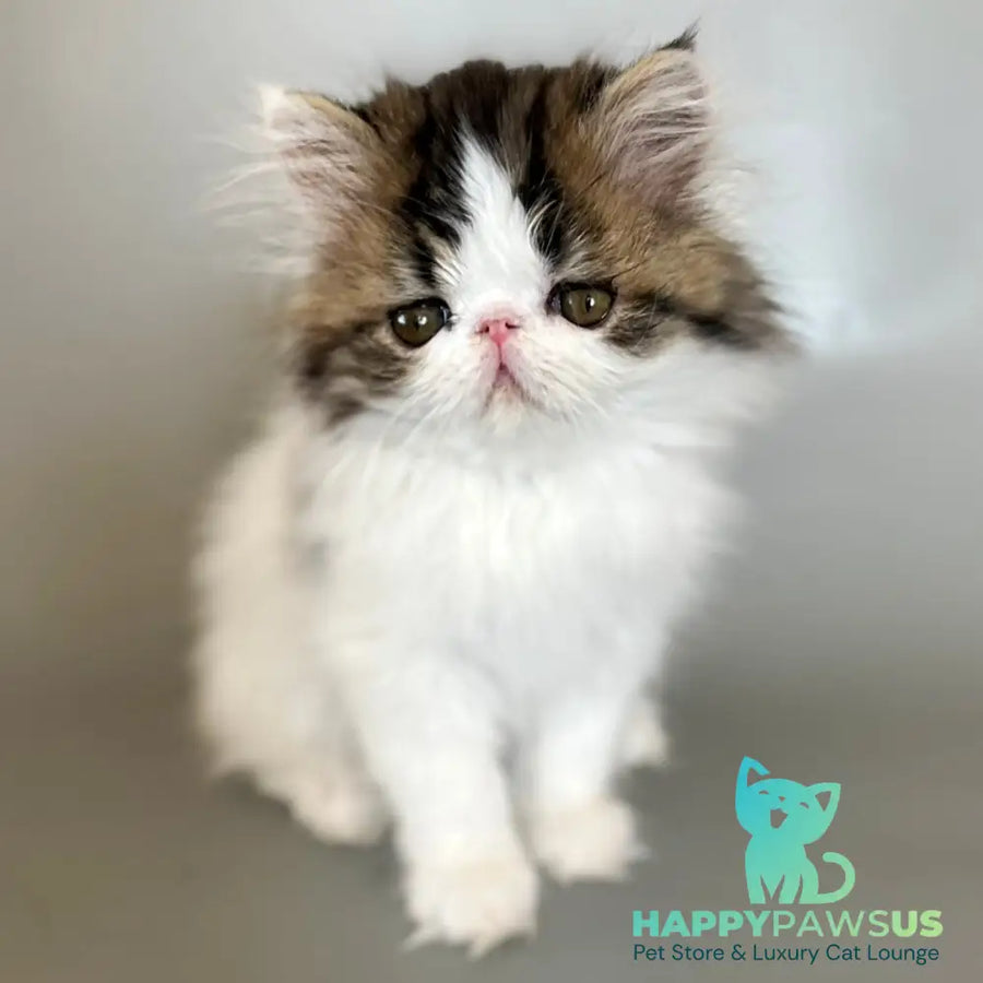 Armani Persian male black spotted tabby van - live animals