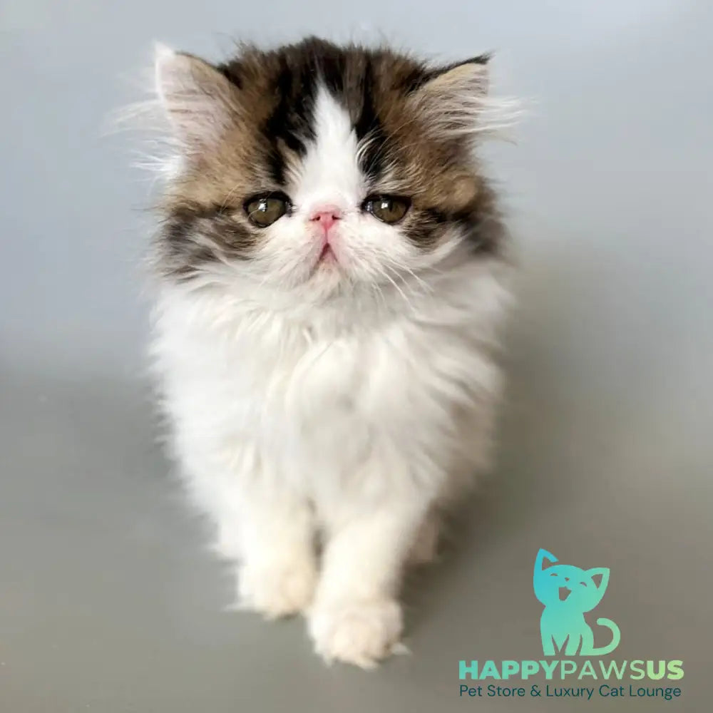 Armani Persian male black spotted tabby van - live animals