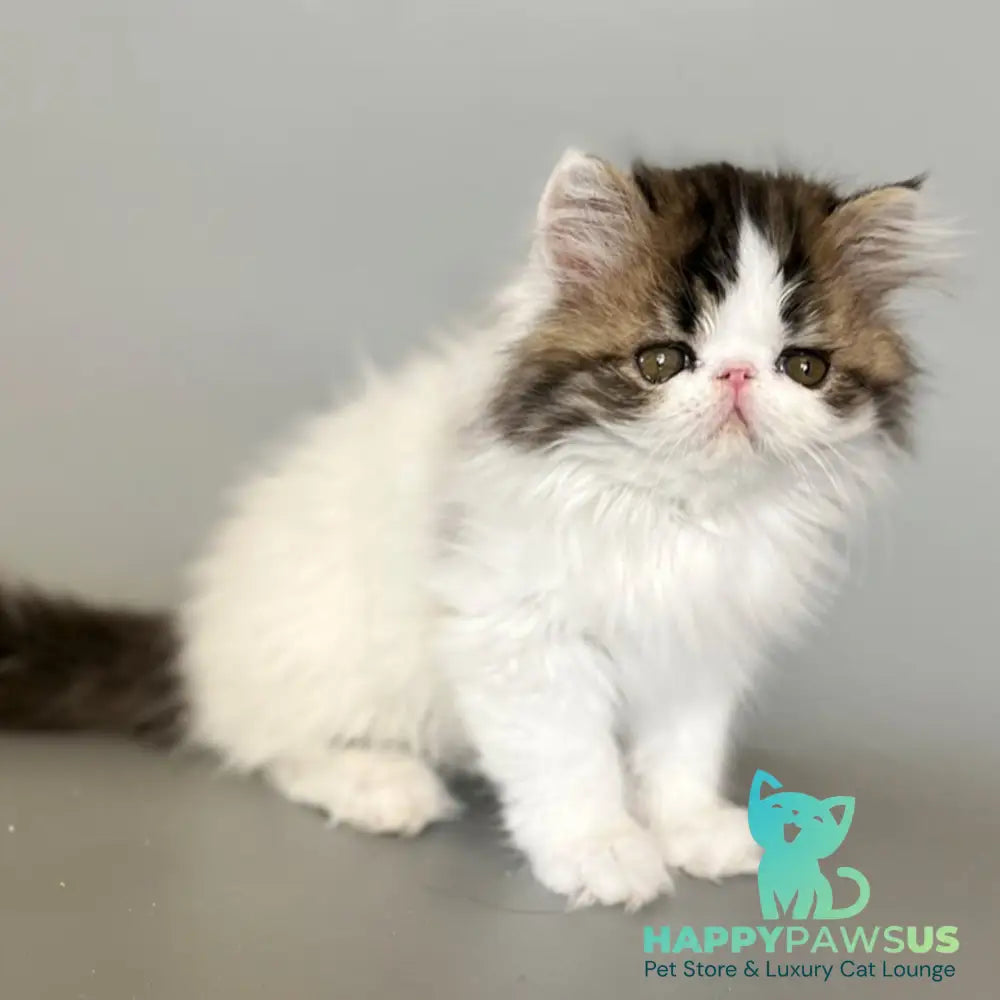 Armani Persian male black spotted tabby van - live animals