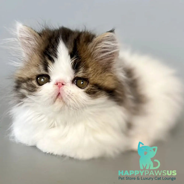 Armani Persian male black spotted tabby van - live animals