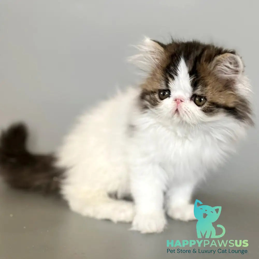 Armani Persian male black spotted tabby van - live animals