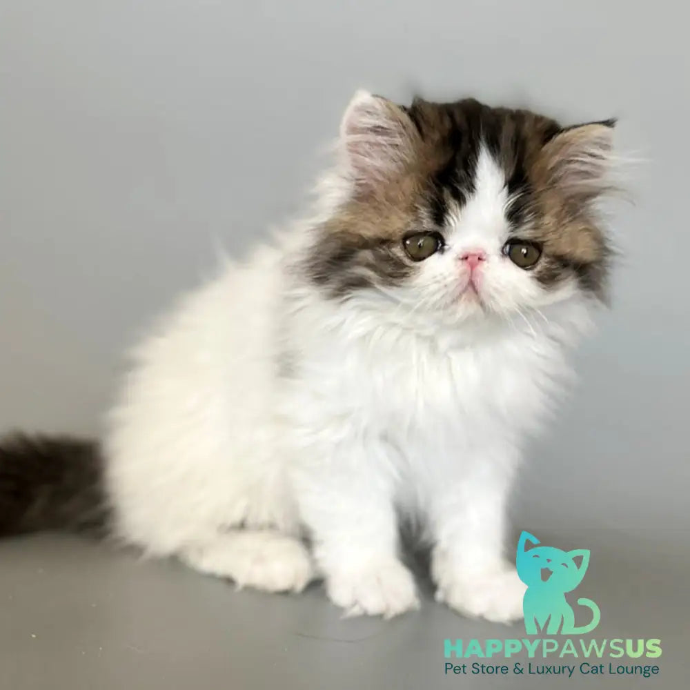 Armani Persian male black spotted tabby van - live animals