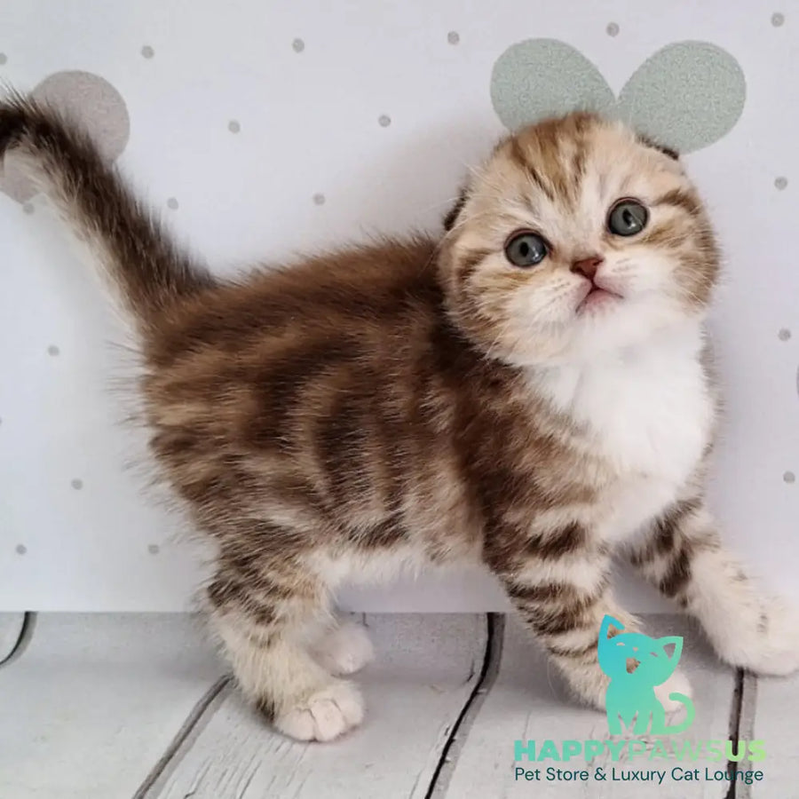 Armani Scottish Fold male chocolate silver tabby bicolour - live animals