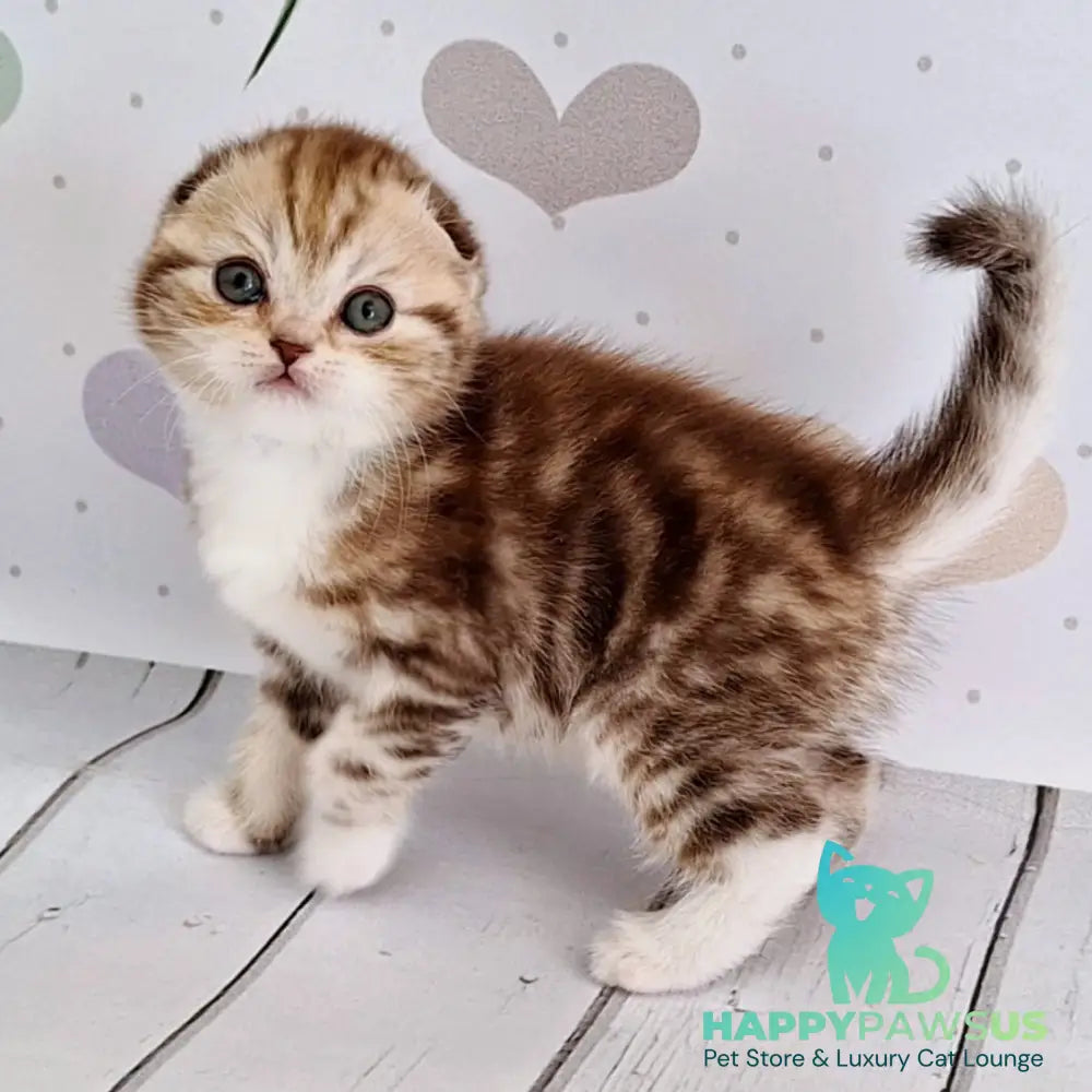 Armani Scottish Fold male chocolate silver tabby bicolour - live animals