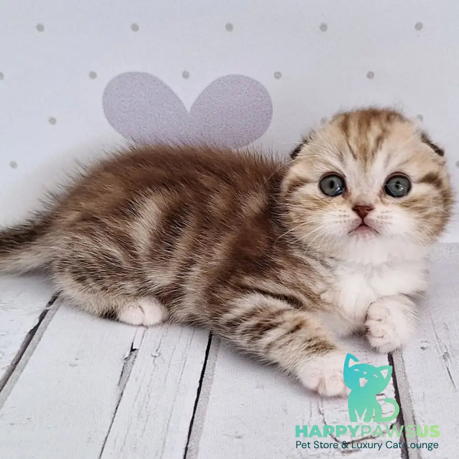 Armani Scottish Fold male chocolate silver tabby bicolour - live animals