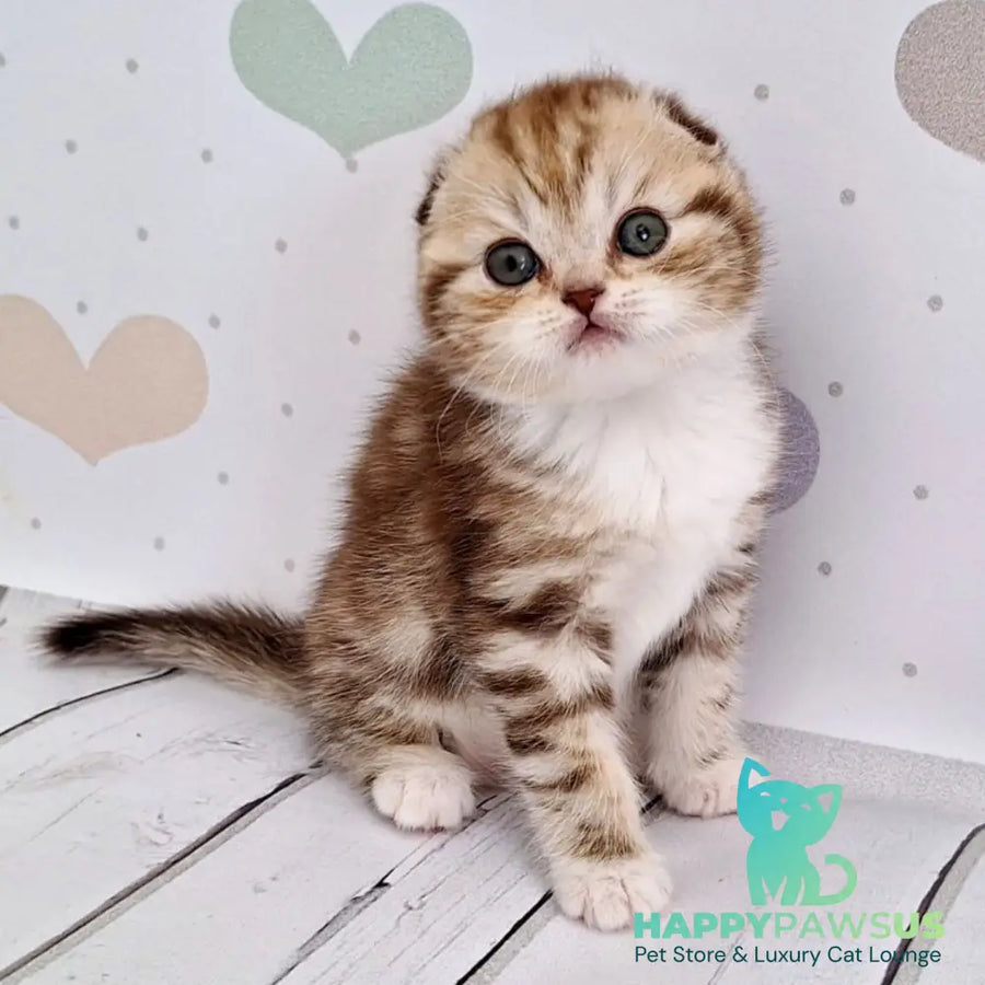 Armani Scottish Fold male chocolate silver tabby bicolour - live animals